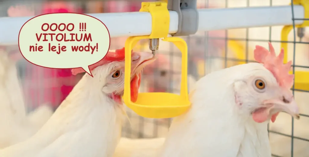 Vitolium nie leje wody