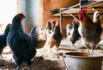 pexels-brettjordan-840111