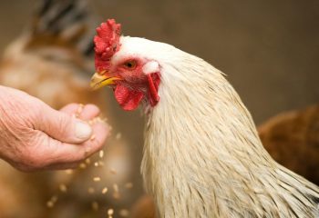 pexels-freestockpro-375510