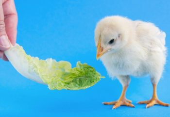 pexels-ifreestock-583675